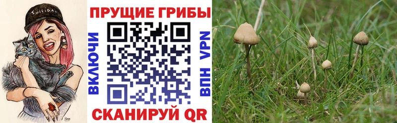 Галлюциногенные грибы прущие грибы Новая Ладога